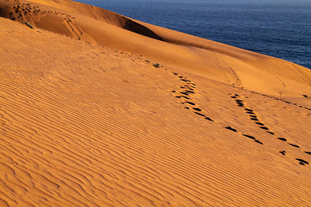 Intersecting footprints creating patterns across golden sand dunes leading down to the deep blue Pacific Ocean under bright daylight at the coast of Concón, Viña del Mar, Valparaiso, Chile
