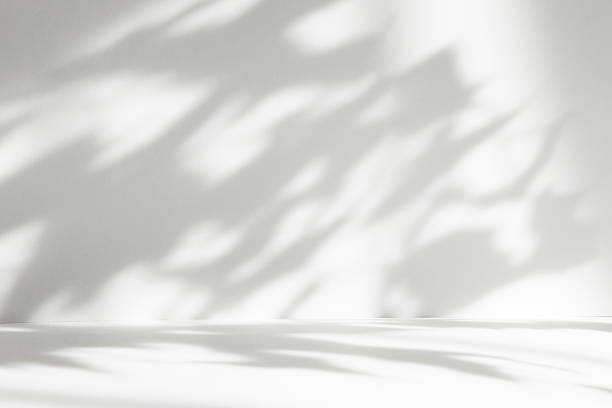 istock Abstract white color studio background for product presentation. Empty room with shadows of window and flowers and plant leaves . 3d grey room with copy space. Summer concept. Blurred backdrop. 2259709214