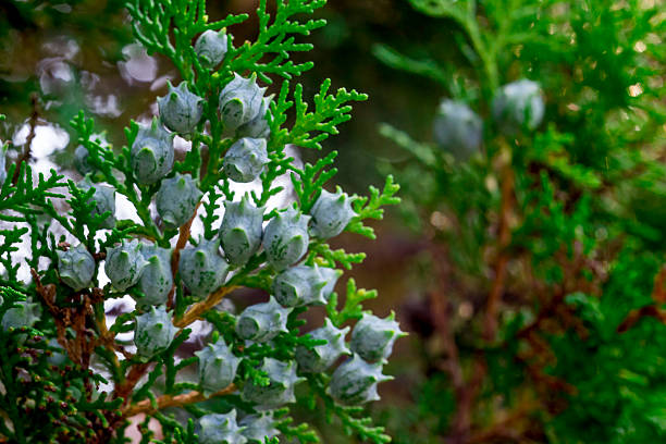 Close-up view of clustered pale-green seed cones on a cypress-family conifer branch, showing scale-like foliage and textured cone surfaces; natural botanical detail suitable for horticulture, design and editorial use.
