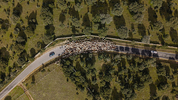Large flock of sheep walking and blocking a rural road, creating a traffic jam as cars wait for the animals, seen from an aerial view over a green landscape