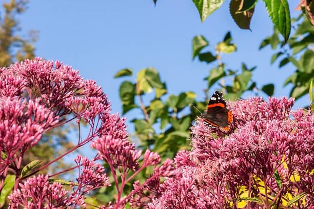 butterfly admiral on a pink flower against a blue sky. colorful photo of an insect. wild wildlife. screensaver. free space. Vanessa atalanta. Butterfly admiral. Nymphalidae.