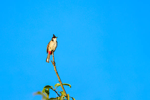 Red-whiskered bulbul bird perches on branch with blue sky background