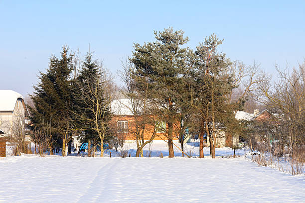 A birch forest in winter, covered in frost, against the backdrop of a blue sky at sunset