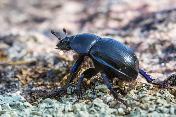 blue beetle on a forest background. detailed photo. screensaver. colorful macro photo of an insect in the wild. screensaver. space for text. bug; insect; animal; closeup. Geotrupes stercorarius