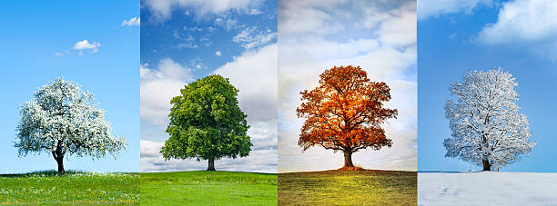 istock Beautiful tree in the four seasons 2259718588
