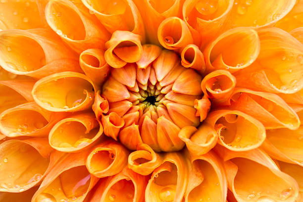 orange dahlia on a blurred background with a bokeh effect. macro photography of a plant. screensaver. free space. close-up. image for creativity. Dahlia. Asteraceae.