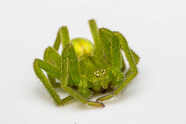 green, hairy spider Micrommata. close-up. spider on a white background. extreme close-up. insect mouthpart. screensaver. cute green spider. Micrommata virescens. Sparassidae.