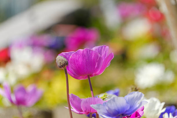 Beautiful flowering Single purple ornamental anemone coronaria de caen in bloom