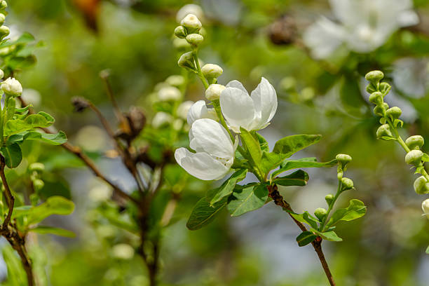 Clusters of white Pearl Bush (Exochorda) flowers and round buds blooming against a blurred green background.