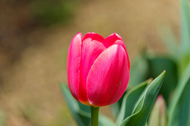 A vibrant pink tulip captured in a close-up, standing elegantly in a garden with a soft natural background and copy space.