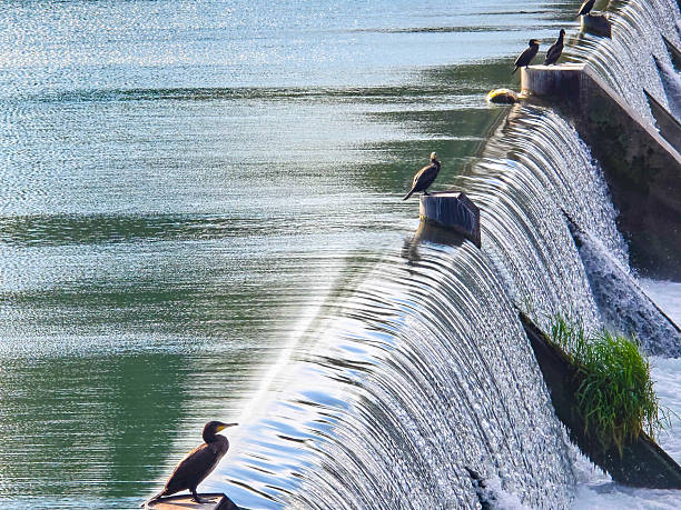 Photo 15 Canadian Geese on the Diversion Dam.  This is part of the Snake River at the North Idaho Falls Greenbelt.  Showing 13 geese on the top of the dam (mostly facing away) and two others landing.  Seats and picnic table on the far side of the river.