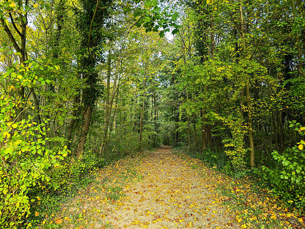 A beautiful forest trail or park path during the autumn season. The ground is scattered with vibrant yellow leaves, leading the eye deep into the thick green woods. A peaceful nature scene ideal for themes of hiking, wellness, and seasonal change.