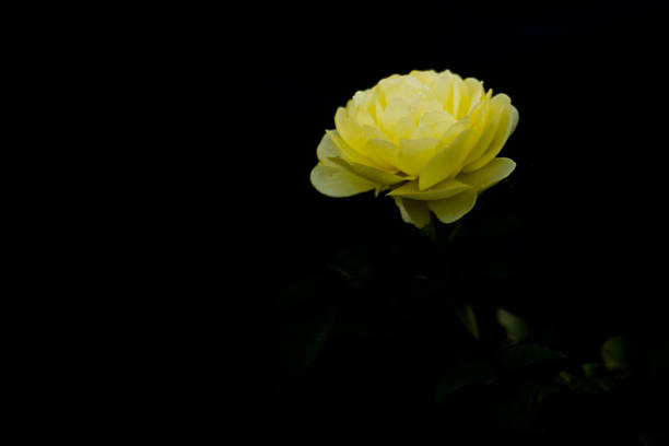 Beautiful yellow rose flower in a spring season at a botanical garden, a woody perennial flowering plant of the genus Rosa in the family Rosaceae.