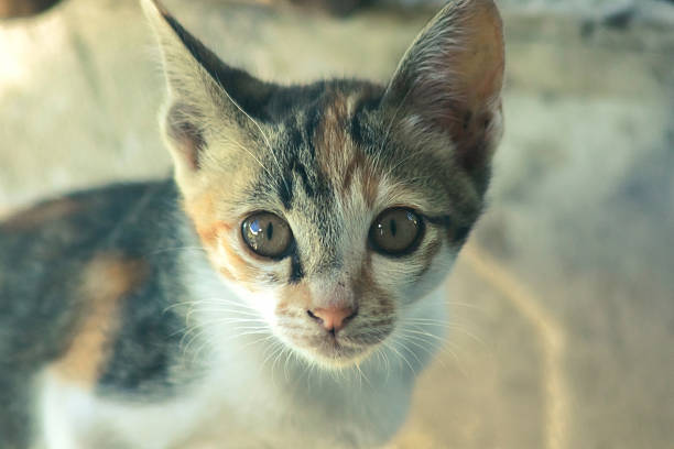 A calico cat is staring intently at something.