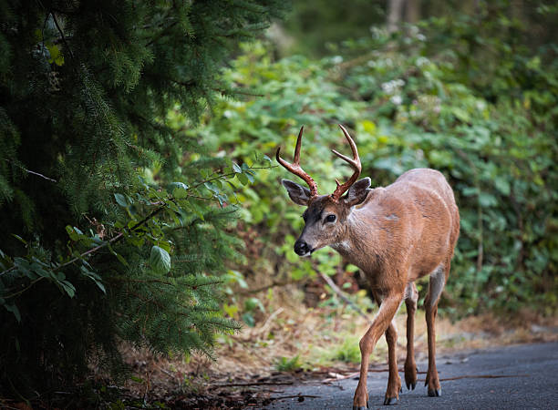 istock A young red deer buck walking in the park in Vancouver BC. 2259731340