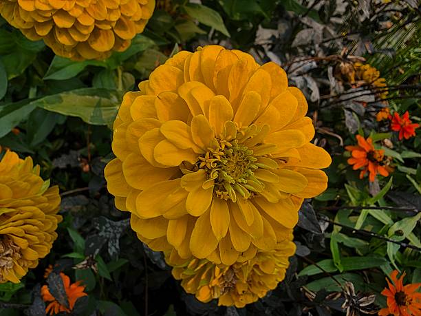 Brilliant and Bright Yellow Elegant Zinnia in bloom during the late summer in Stanley Park, Vancouver British Columbia Canada