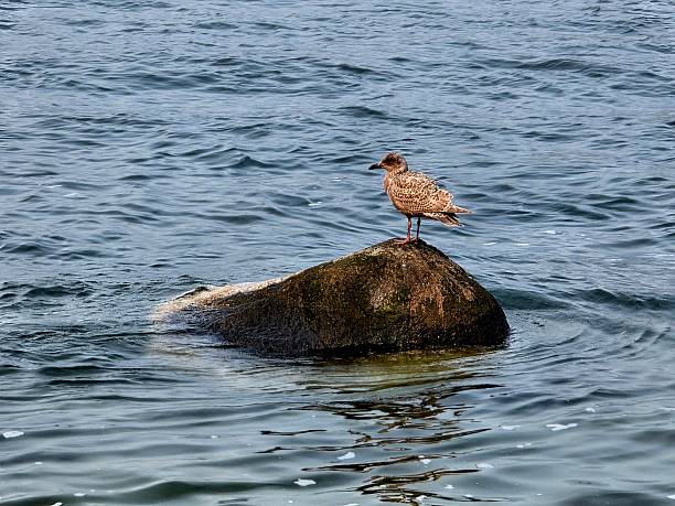 American Herring Gull perched on a rock in the Vancouver Harbour during the late summer in Stanley Park, Vancouver British Columbia Canada