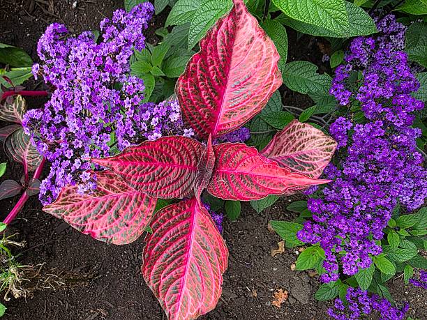 Red Coleus surrounded by Purple Garden Heliotrope blooming during the late summer in Stanley Park, Vancouver British Columbia Canada