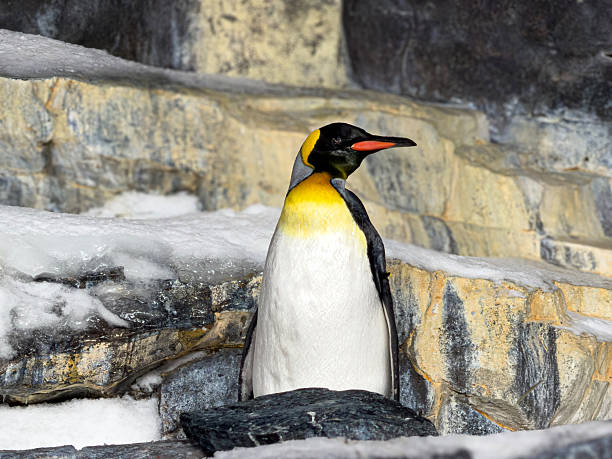 An Antartica KIng Penguin