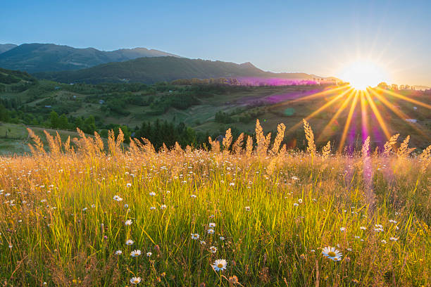 Wildflowers blooming in a mountain meadow at sunrise, with soft morning light, tall grass silhouettes and hills in the background under a clear sky, symbolizing peace, freshness, nature and a new beginning.