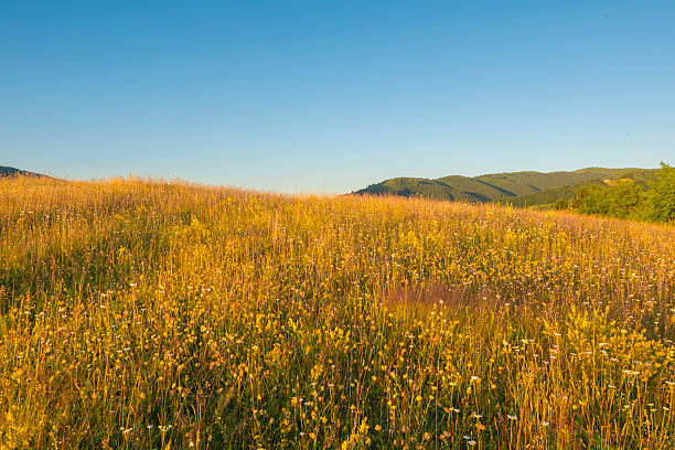 Wildflowers blooming in a mountain meadow at sunrise, with soft morning light, tall grass silhouettes and hills in the background under a clear sky, symbolizing peace, freshness, nature and a new beginning.