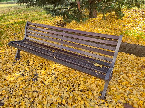 Empty wooden bench surrounded by yellow autumn leaves in a city park. Fallen ginkgo leaves cover the ground under evergreen trees, creating a calm seasonal atmosphere of autumn, solitude, and nature.