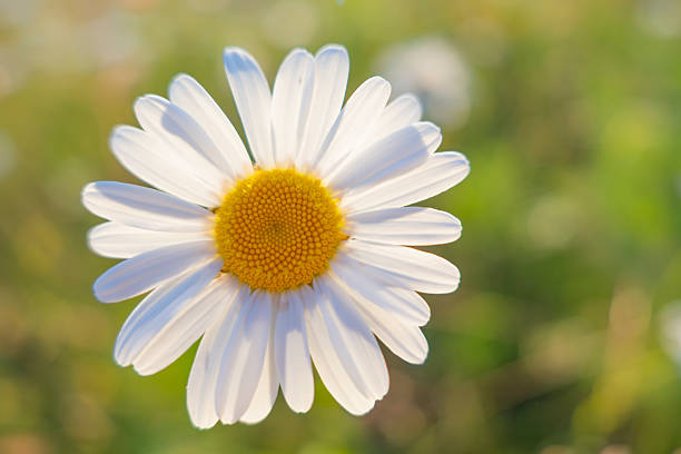 Close-up of a white daisy flower with yellow center growing in a green meadow, captured in soft natural sunlight. Shallow depth of field with blurred background creates a calm and fresh spring atmosphere. Ideal for nature themes, wellness, mindfulness, beauty, eco concepts, seasonal designs, greeting cards, and background use.