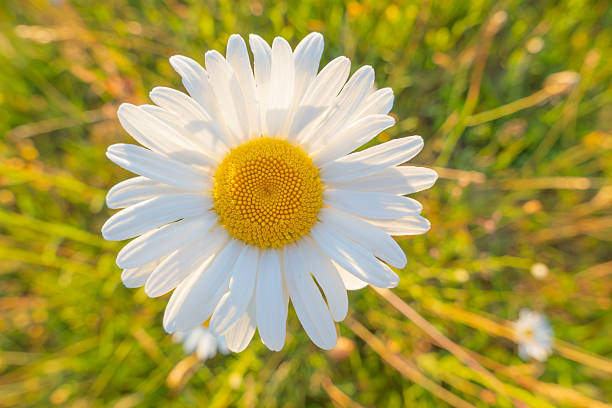 Close-up of a white daisy flower with yellow center growing in a green meadow, captured in soft natural sunlight. Shallow depth of field with blurred background creates a calm and fresh spring atmosphere. Ideal for nature themes, wellness, mindfulness, beauty, eco concepts, seasonal designs, greeting cards, and background use.