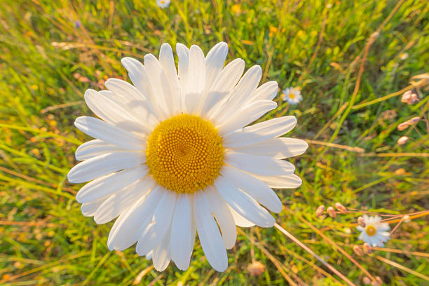 Close-up of a white daisy flower with yellow center growing in a green meadow, captured in soft natural sunlight. Shallow depth of field with blurred background creates a calm and fresh spring atmosphere. Ideal for nature themes, wellness, mindfulness, beauty, eco concepts, seasonal designs, greeting cards, and background use.