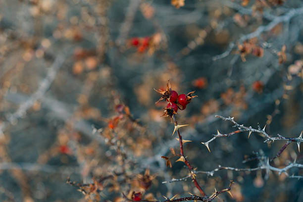 Samarkand, Uzbekistan - 1 oct 2025 wild almonds in mountain. High quality photo