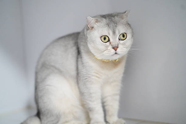 Fluffy silver cat with large round eyes sits gracefully against light background, exuding calm and curious demeanor. This adorable feline captures attention with its unique features and gentle