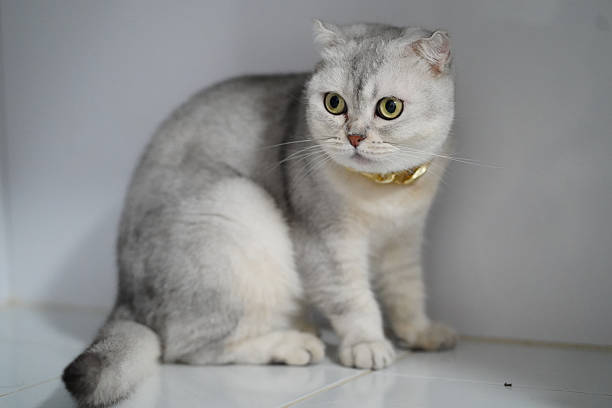 Blue Cat's Eyes