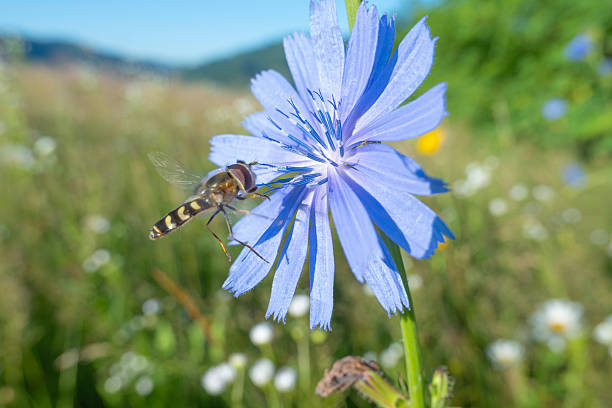 Close-up of a hoverfly collecting nectar from a blue chicory flower in a sunny summer meadow. Sharp focus on insect and petals with soft natural bokeh background. Ideal for biodiversity, pollination, ecology, sustainability, organic farming, environmental protection and nature concepts.