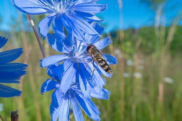 Close-up of a hoverfly collecting nectar from a blue chicory flower in a sunny summer meadow. Sharp focus on insect and petals with soft natural bokeh background. Ideal for biodiversity, pollination, ecology, sustainability, organic farming, environmental protection and nature concepts.