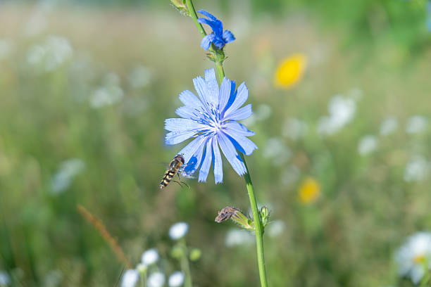 Close-up of a hoverfly collecting nectar from a blue chicory flower in a sunny summer meadow. Sharp focus on insect and petals with soft natural bokeh background. Ideal for biodiversity, pollination, ecology, sustainability, organic farming, environmental protection and nature concepts.