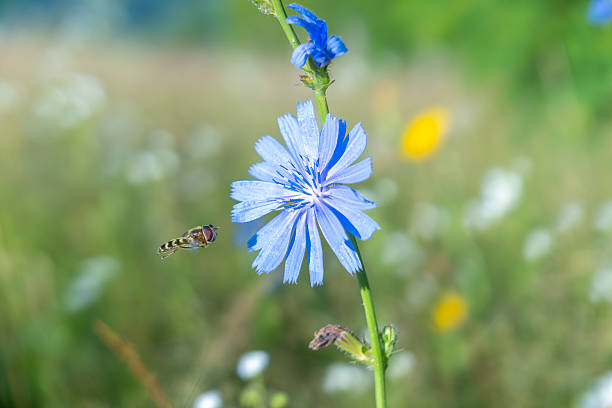 Close-up of a hoverfly collecting nectar from a blue chicory flower in a sunny summer meadow. Sharp focus on insect and petals with soft natural bokeh background. Ideal for biodiversity, pollination, ecology, sustainability, organic farming, environmental protection and nature concepts.