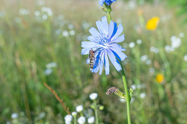 Close-up of a hoverfly collecting nectar from a blue chicory flower in a sunny summer meadow. Sharp focus on insect and petals with soft natural bokeh background. Ideal for biodiversity, pollination, ecology, sustainability, organic farming, environmental protection and nature concepts.