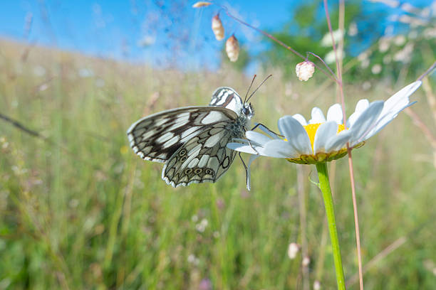 A close-up of a white and brown butterfly perched on a yellow flower, with a blurred green background, capturing the beauty of nature in a serene outdoor setting.