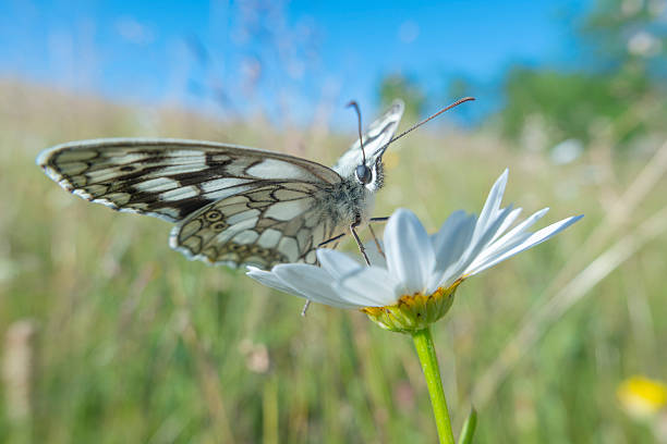 Close-up of a butterfly feeding on a white daisy flower in a natural summer meadow. Sharp focus on butterfly wings and flower with soft green bokeh background. Ideal for biodiversity, pollination, ecology, sustainability, wildlife, environmental protection and nature concepts.