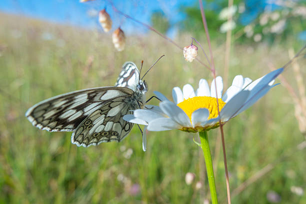 Close-up of a butterfly feeding on a white daisy flower in a natural summer meadow. Sharp focus on butterfly wings and flower with soft green bokeh background. Ideal for biodiversity, pollination, ecology, sustainability, wildlife, environmental protection and nature concepts.