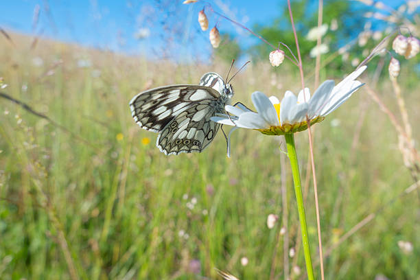 Close-up of a butterfly feeding on a white daisy flower in a natural summer meadow. Sharp focus on butterfly wings and flower with soft green bokeh background. Ideal for biodiversity, pollination, ecology, sustainability, wildlife, environmental protection and nature concepts.