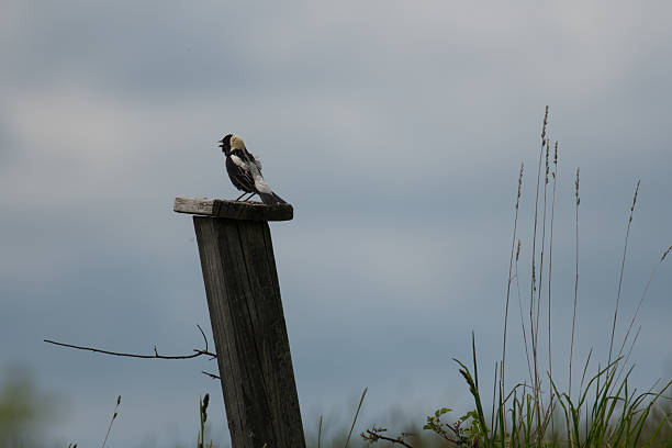 Bobolink searching for mates in a field at a nature center