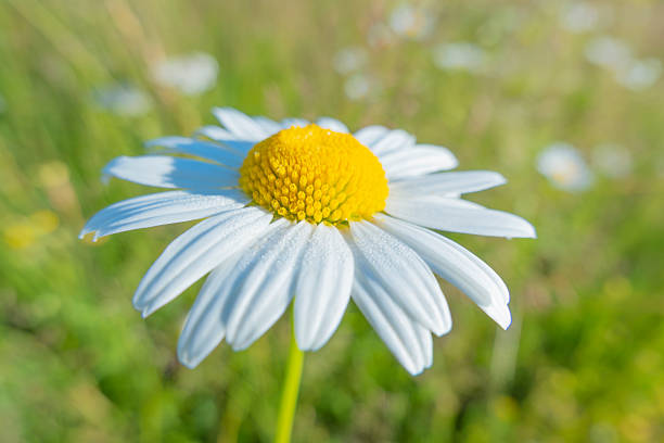 Close-up of a white daisy flower with a bright yellow center against a soft green meadow background. Symbol of purity, simplicity, freshness, spring and nature. Ideal for wellness, natural beauty, ecology, healthcare, mindfulness and copy space concepts.