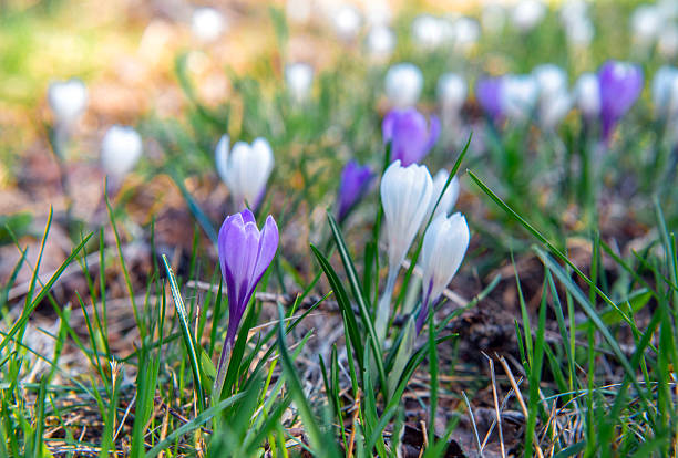 Wood Anemones in a woodland setting in Cambridge, Cambridgeshire near 'The Backs'.
