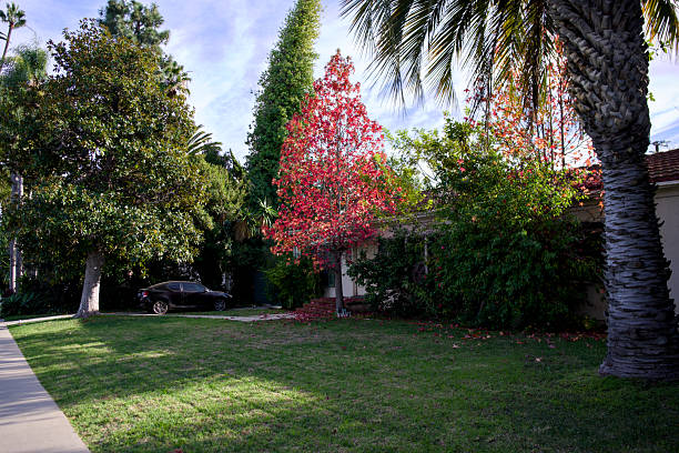 Lush green lawn and red tree in Beverly Hills neighborhood