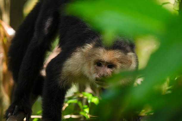 White Faced Capuchin Monkey explores the tropical rainforests from the tree tops of Costa Rica