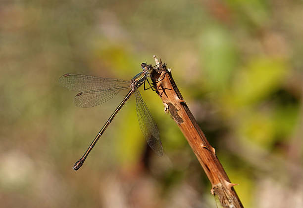 A willow emerald damselfly perching on a thorny branch against a defocused background on the Greek island of Corfu.