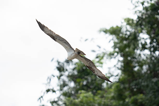 Osprey flying over head with wings outstretched on a sunny day in the tropical rain forests of Costa Rica