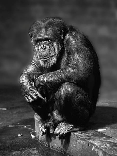 A mono image of a Chimpanzee sitting on a concrete platform in a Zoo enclosure and looking utterly bored. Close-up and well focussed.