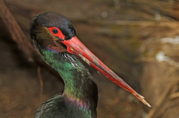 The Black?Stork wades quietly in shallow forest streams and marshes for fish and amphibians, photographed near Bull?Island Dublin Bay, Ireland